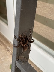 Cyrtopholis portoricae