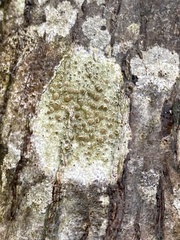Lecanora