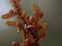 Frullania nisquallensis