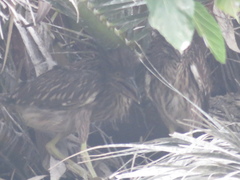Nycticorax nycticorax