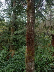 Frullania nisquallensis