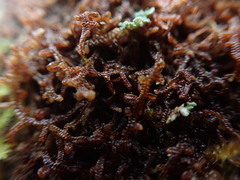 Frullania nisquallensis