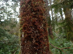 Frullania nisquallensis