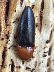 Ampedus fastus