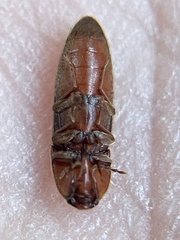 Ampedus fastus