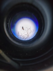 Chelidoptera tenebrosa