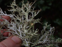 Platismatia stenophylla