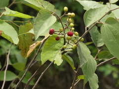 Grewia tiliifolia