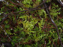 Homalothecium megaptilum