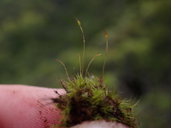 Ditrichum heteromallum