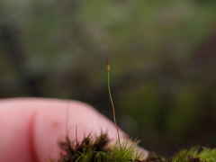 Ditrichum heteromallum