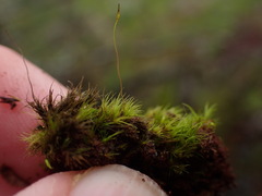 Ditrichum heteromallum