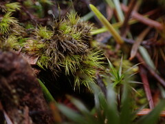 Ditrichum heteromallum