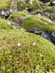 Mycena sanguinolenta