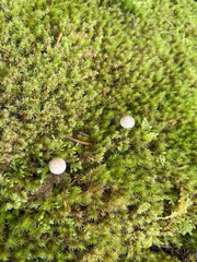 Mycena sanguinolenta