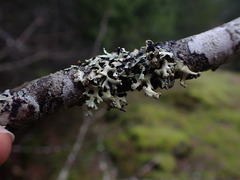 Hypotrachyna sinuosa