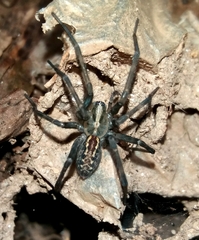 Eratigena inermis