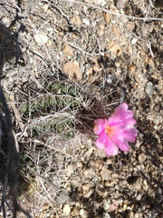 Thelocactus bicolor bicolor
