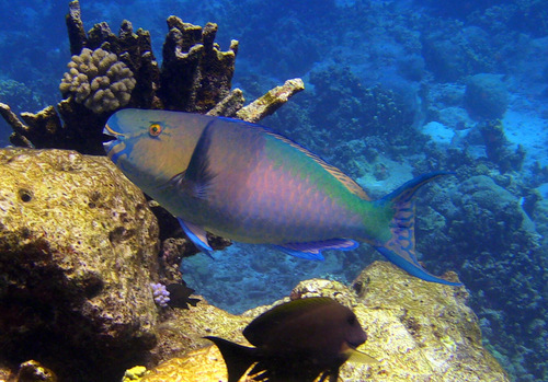 Bicolor parrotfish (Scarus rubroviolaceus) — Scaridae