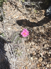 Thelocactus bicolor bicolor