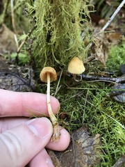 Galerina semilanceata