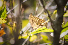 Consul excellens genini