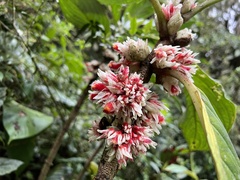 Glossoloma ichthyoderma