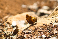 Consul excellens genini