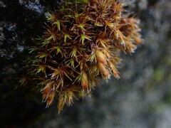 Schistidium papillosum