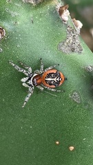 Phiale roburifoliata