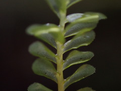 Plagiochila porelloides