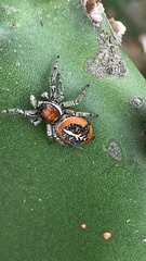 Phiale roburifoliata