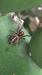 Phiale roburifoliata