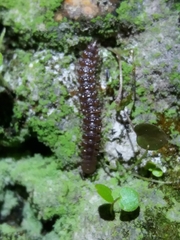 Polydesmus angustus