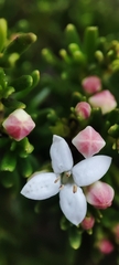 Arcytophyllum thymifolium