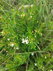 Arcytophyllum thymifolium