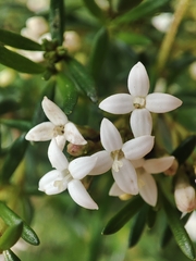 Arcytophyllum thymifolium