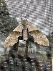 Pachysphinx modesta