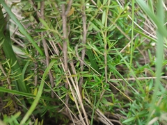 Arcytophyllum thymifolium