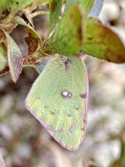 Colias poliographus