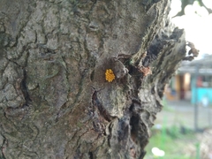 Harmonia axyridis