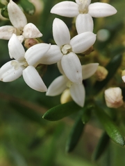 Arcytophyllum thymifolium