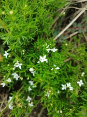 Arcytophyllum thymifolium