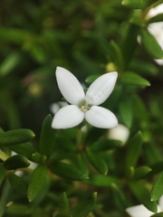 Arcytophyllum thymifolium