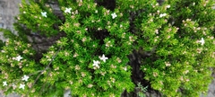 Arcytophyllum thymifolium