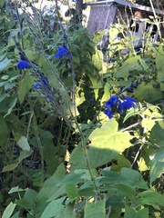 Salvia sinaloensis