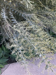 Acacia cultriformis