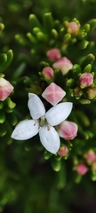 Arcytophyllum thymifolium