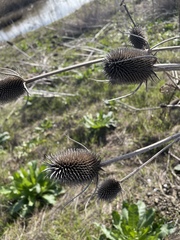 Dipsacus sativus