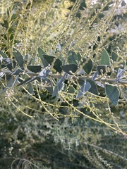 Acacia cultriformis